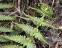 Oreopteris limbosperma