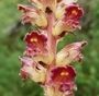 Orobanche gracilis