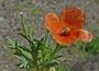 Papaver argemone