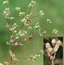 Radiola linoides