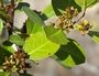 Rhamnus alaternus