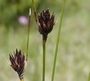 Schoenus nigricans