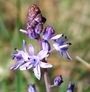 Scilla autumnalis