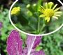 Senecio lividus