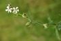 Silene gallica