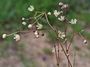 Spergula pentandra