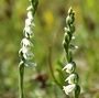 Spiranthes spiralis