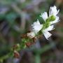 Spiranthes aestivalis