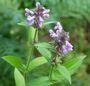 Stachys palustris