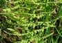 Thelypteris palustris