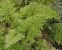 Trichomanes speciosum