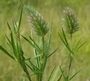 Trifolium angustifolium