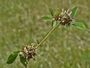 Trifolium glomeratum