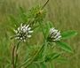 Trifolium maritimum