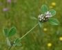Trifolium scabrum