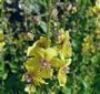 Verbascum blattaria