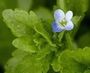 Veronica agrestis.