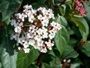 Viburnum tinus