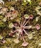 Drosera rotundifolia