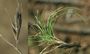 Festuca auquieri