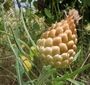 Leuzea conifera