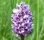 Orchis simia