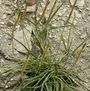Plantago maritima