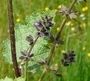 Salvia verbenaca
