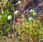 Spergula morisonii
