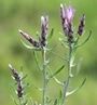 Staehelina dubia