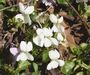 Viola alba
