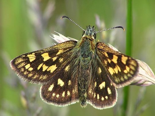 Carterocephalus palaemon