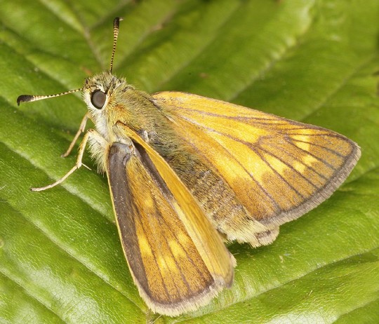 Ochlodes sylvanus