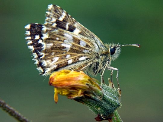 Pyrgus malvoides