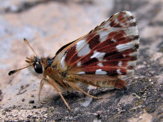 Spialia sertorius