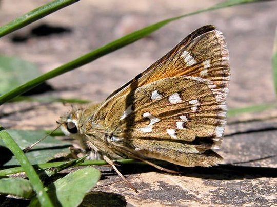 Hesperia comma