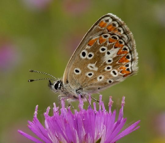 Aricia agestis