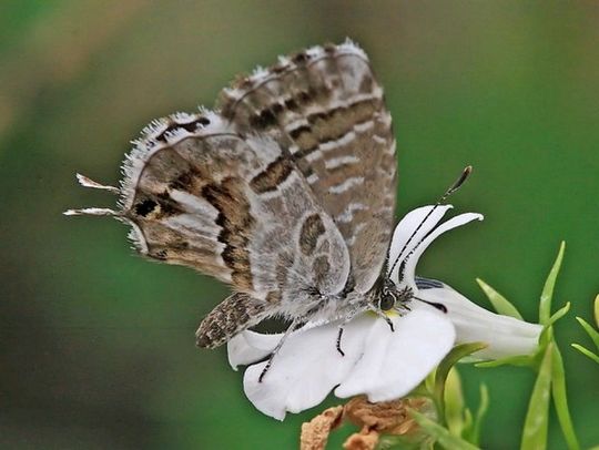 Cacyreus marshalli