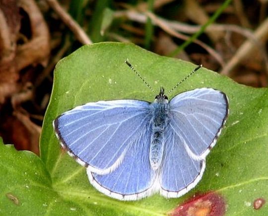 Celastrina argiolus