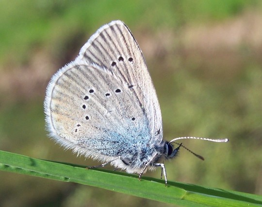 Cyaniris semiargus