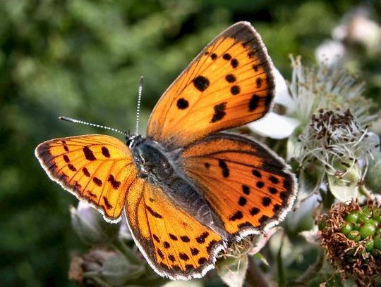 Lycaena alciphron