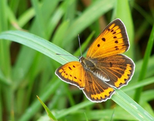 Lycaena dispar