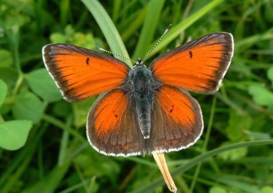 Lycaena hippothoe