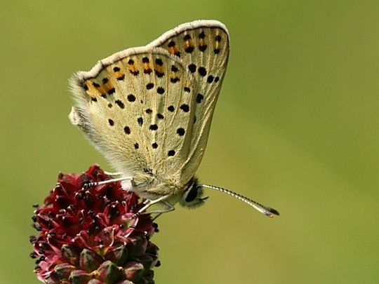 Lycaena tityrus