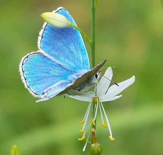 Lysandra bellargus