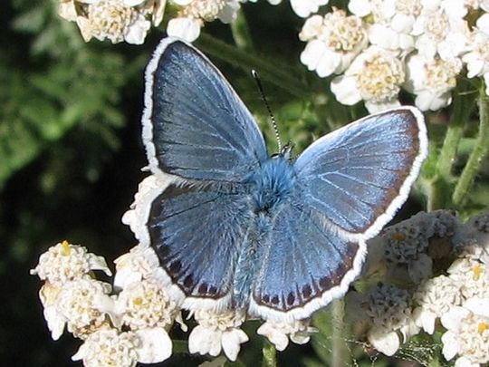 Plebejus argus