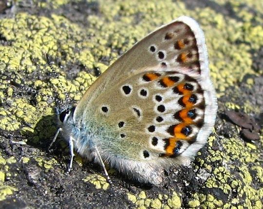 Plebejus idas