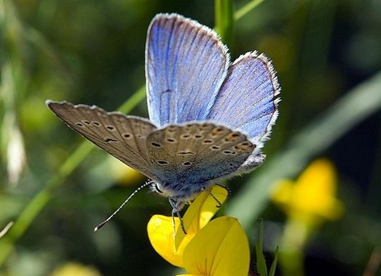 Polyommatus dorylas