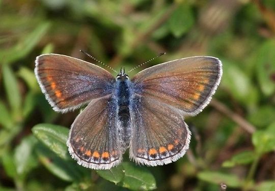 Polyommatus icarus