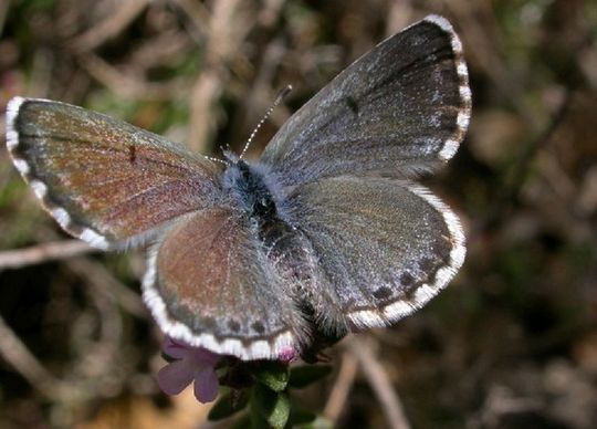 Pseudophilotes baton